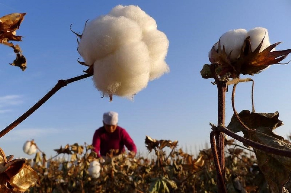 新疆婦人正在採收棉花。（湯森路透）