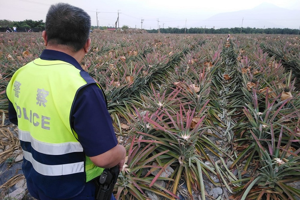 屏東農民種植的1000多顆鳳梨遭人盜採。（取自受害鳳農臉書）