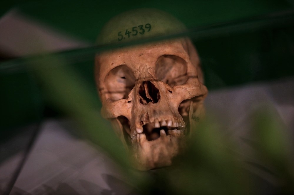 德國為納米比亞種族滅絕事件道歉。圖為2018年8月於柏林一場儀式中展示的納馬人頭骨。（湯森路透）