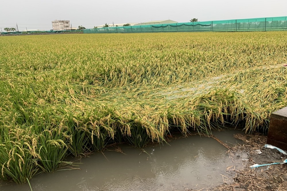 雲林各地因豪雨及大排倒灌狀況，導致部分水稻倒伏，農損嚴重。（雲林縣政府提供）