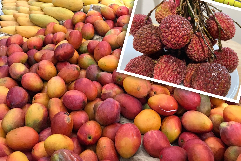 荔枝、芒果是台灣夏季最夯的水果，如今竟被紐西蘭驗出有東方果實蠅幼蟲，農委會已緊急調查中。（合成畫面／蔡宜璇攝）