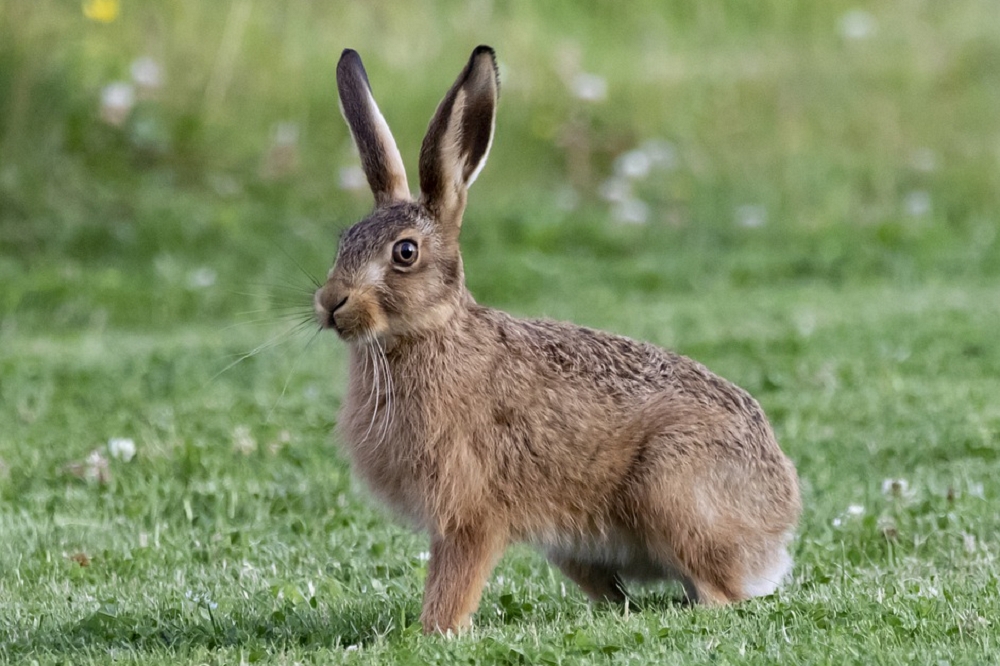 疾管署7日公布國內首例兔熱病本土病例，提醒民眾應避免接觸野兔、囓齒類等野生動物。（取自pixabay免費圖庫）