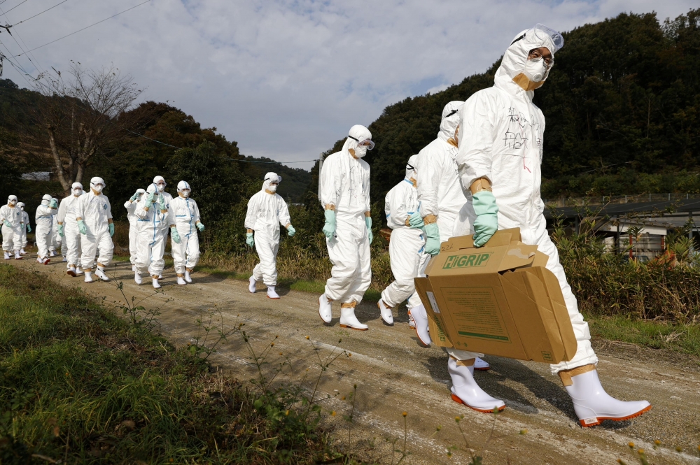 日本香川縣東香川市一處養殖場疑似有禽流感病例，穿著防護衣的人員正前往檢驗、撲殺。（湯森路透）
