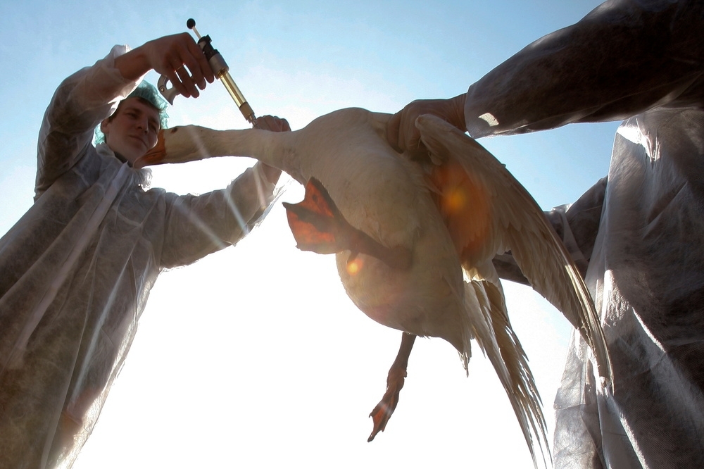 防疫人員替家禽接種疫苗，預防感染禽流感病毒。（湯森路透）