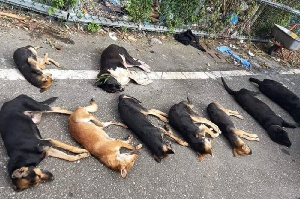 花蓮新城鄉有多隻犬隻疑遭毒殺，令人痛心。（翻攝畫面）  