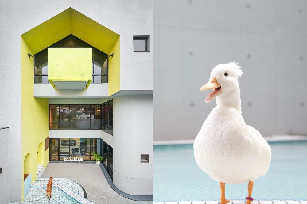 高雄多野樂旅館即日起至 3 月 28 日推出「Dogetherland 黃色游樂園」住房專案。（多野樂旅館提供）