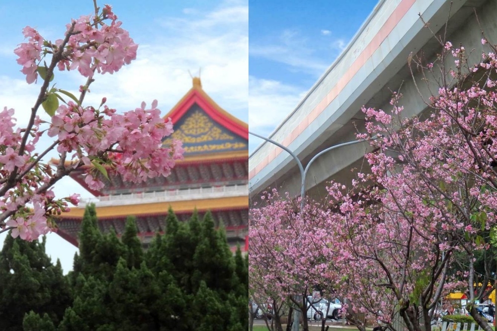 4 月也能賞櫻，北市多處「富士櫻」嬌艷綻放。（工務局公園處提供）