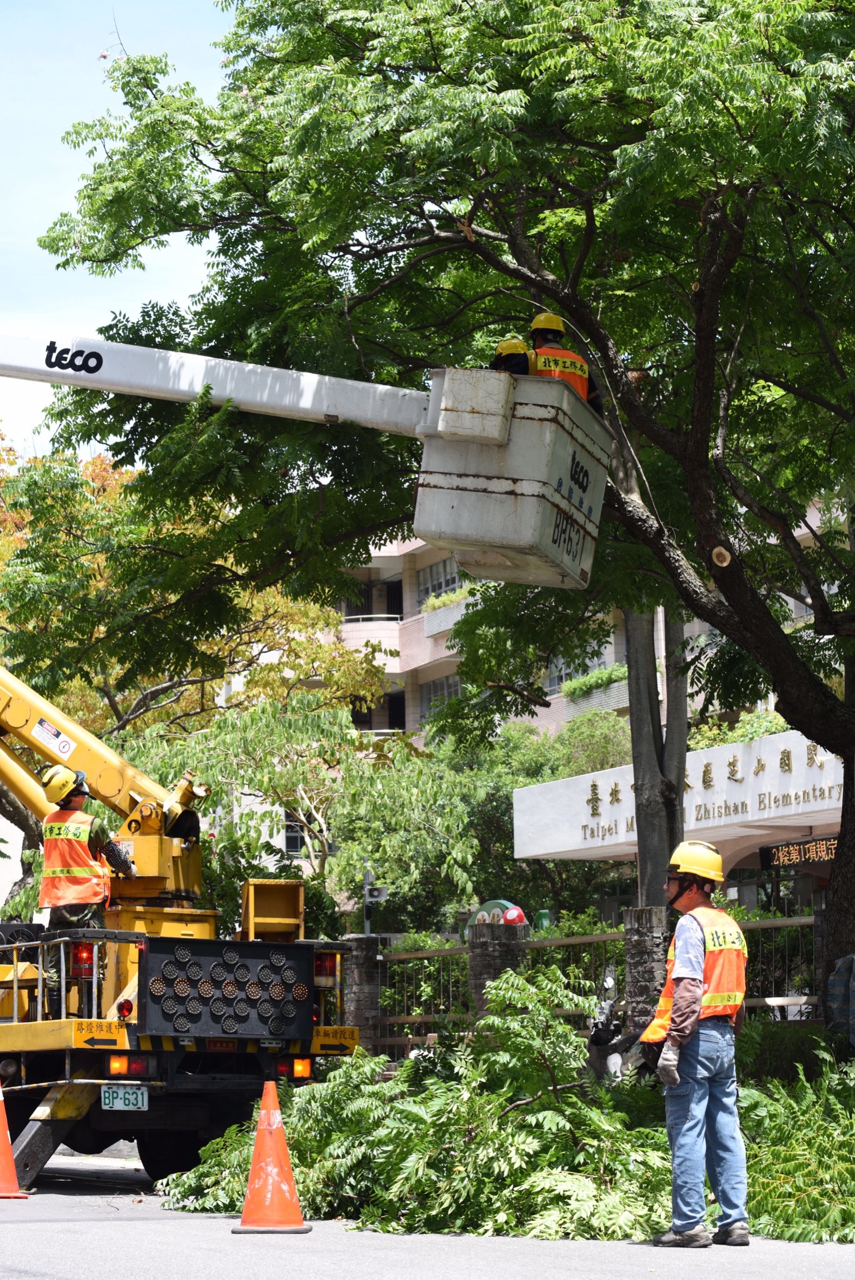 首颱尼伯特強度已經達到巔峰直逼2015年蘇迪勒颱風，7日上午緊急修剪路樹。（攝影：李昆翰）
