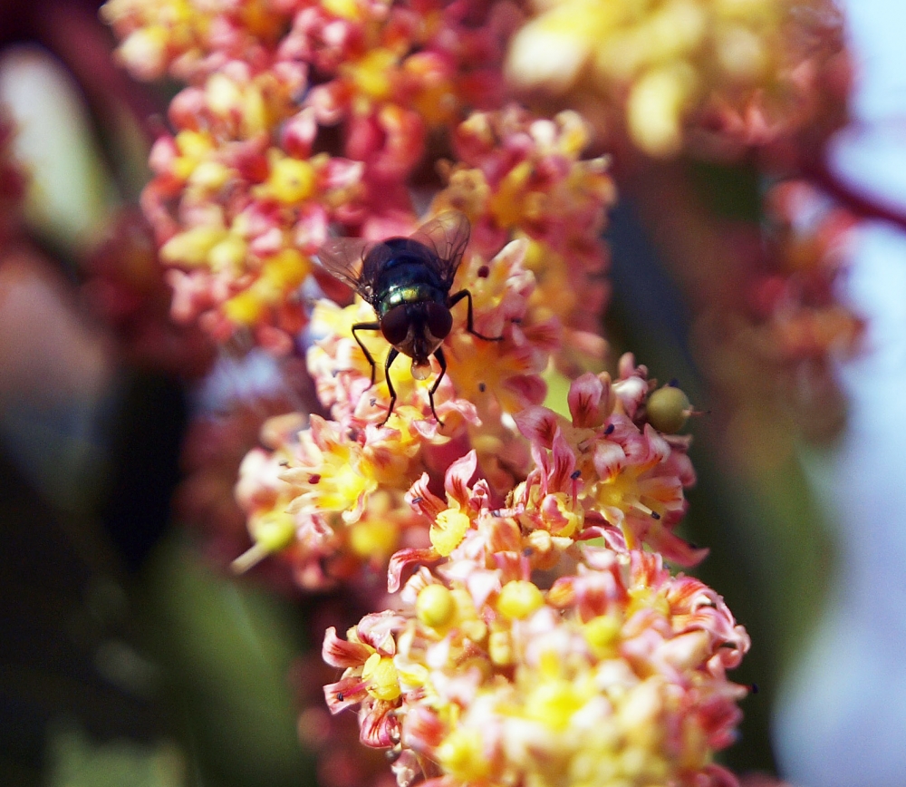 夏天擾人的果蠅總是驅之不盡（圖片出處：bangdoll@flickr）