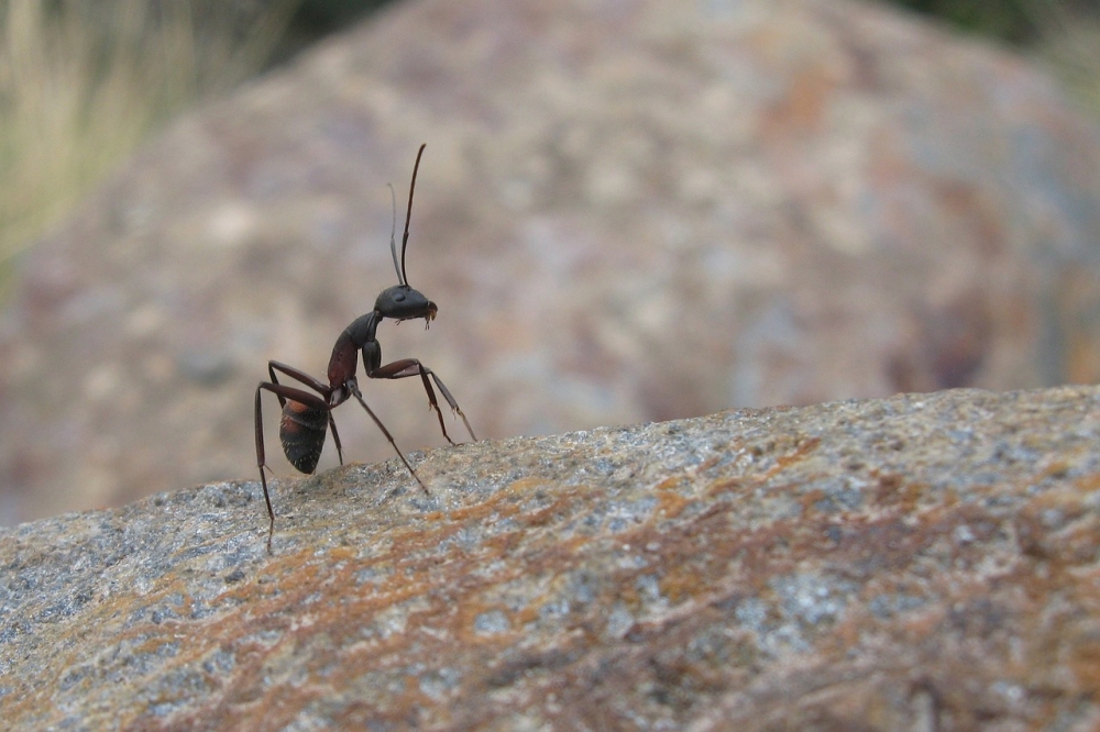 螞蟻無孔不入，利用技巧讓螞蟻主動退散。（圖片來源：Pixabay）
