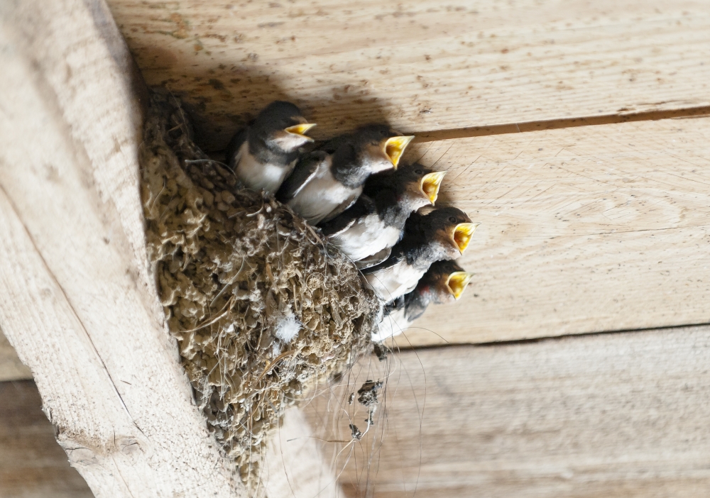 燕窩是由唾液與絨羽等混合凝結而成的巢窩。（圖片來源：Pixabay）