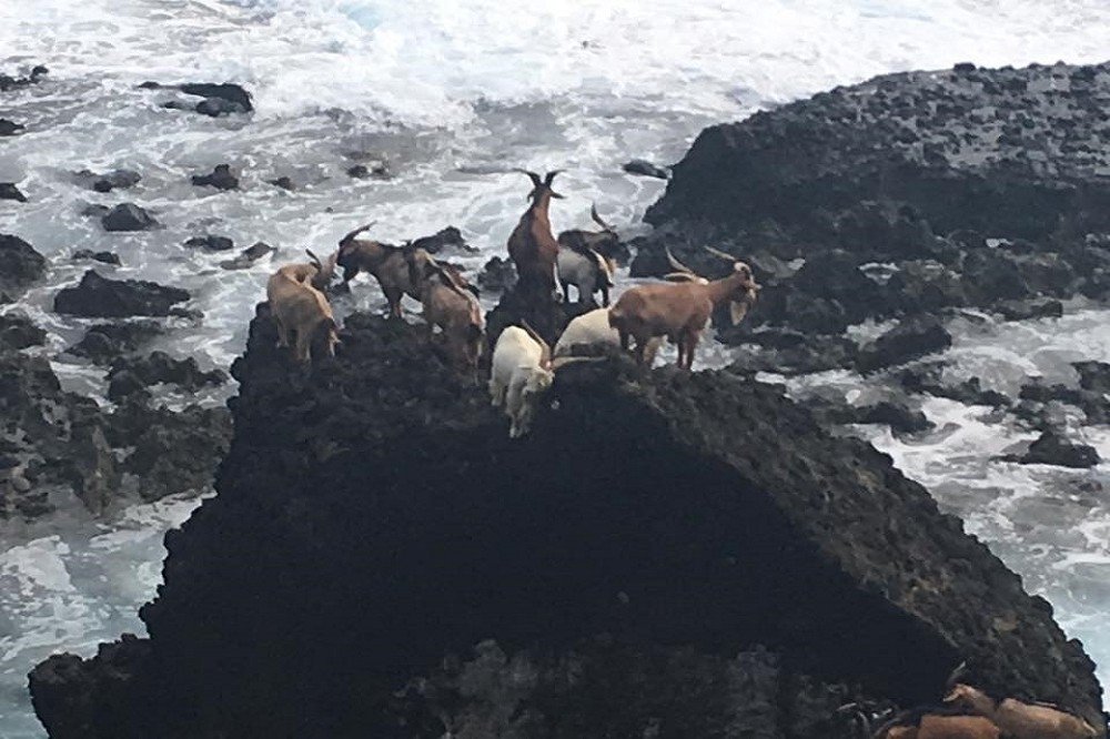 日前網友PO文表示，在蘭嶼看到羊群疑似受困在岩石上，該跟消防局求救嗎？但經網友解釋，此景象在蘭嶼很常見。（翻攝自爆料公社）