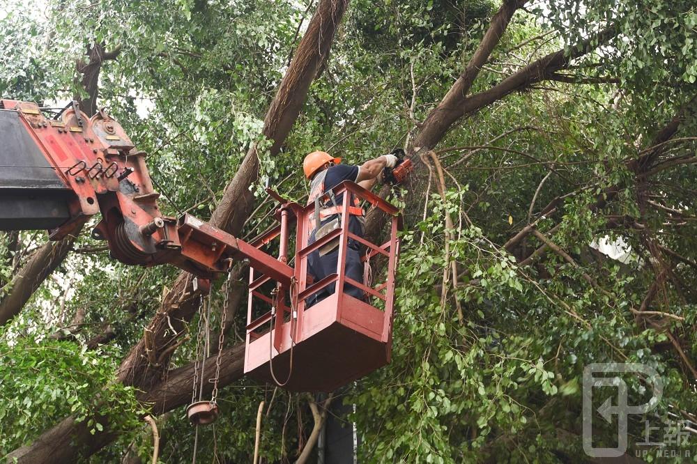 梅姬橫掃全台，大台北地區13級強風直接將三重慈愛公園裡的一棵大樹連根拔起，相關單位28日一早已派人協助處理。（攝影：葉信菉）