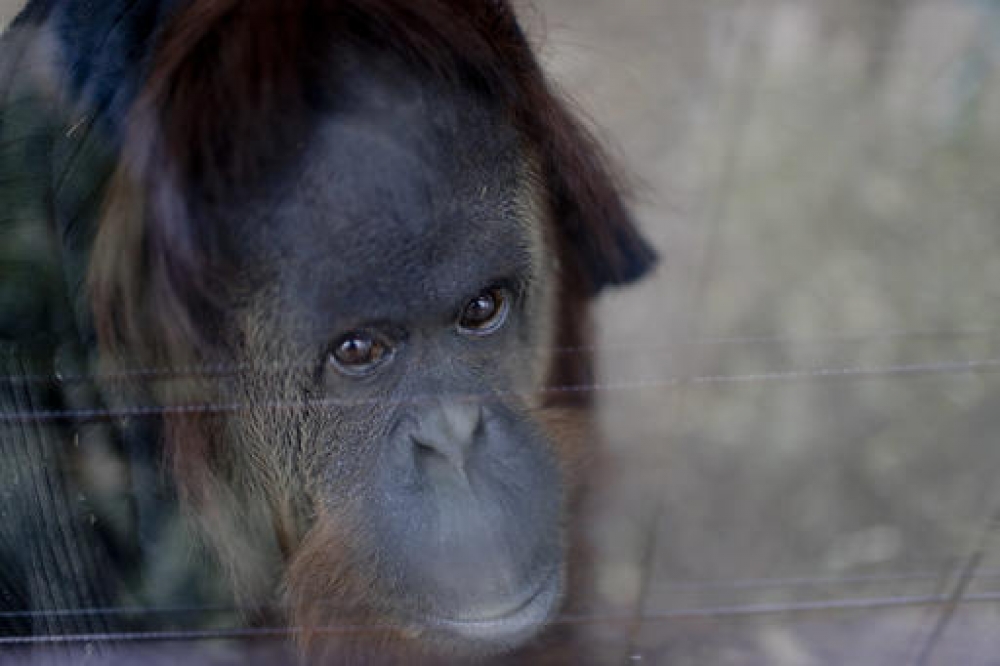 被判定享有人權的紅毛猩猩珊卓。（美聯社）