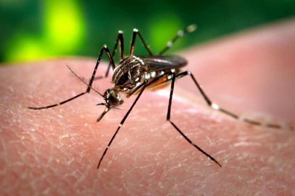 若被帶有茲卡病毒的病媒蚊叮咬，經過約3至7天的潛伏期後（最長可達12天）開始發病。（翻攝自維基百科）