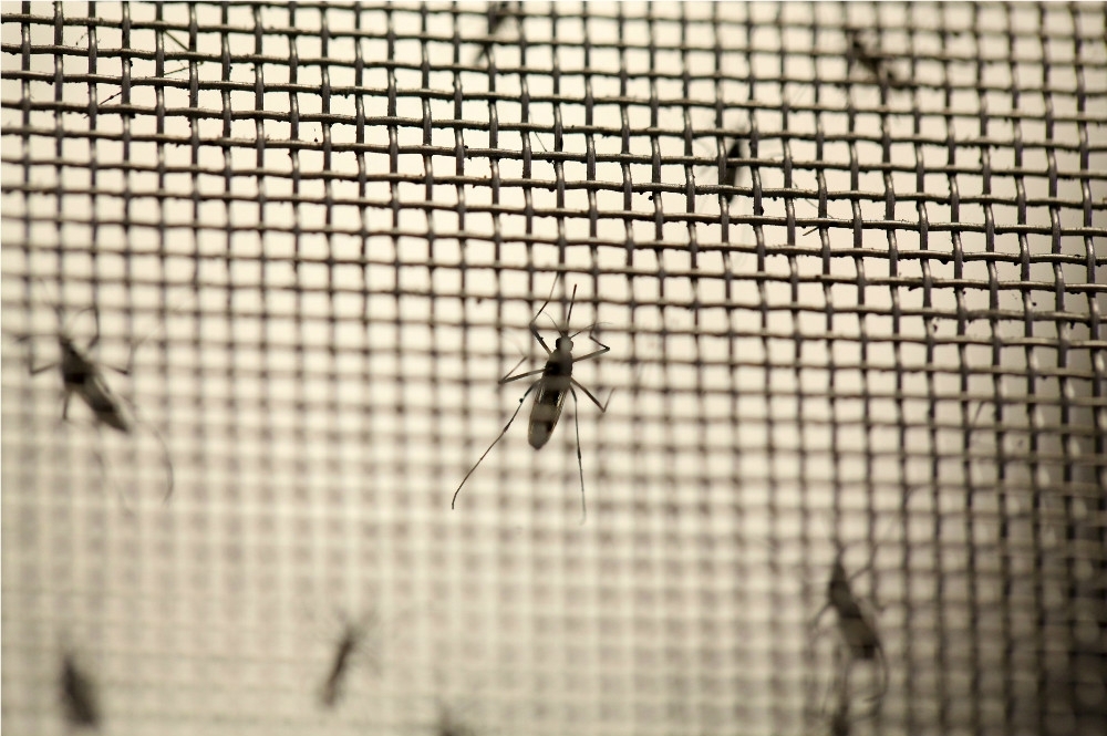 茲卡病毒主要是人被帶有茲卡病毒的病媒蚊叮咬。（湯森路透）