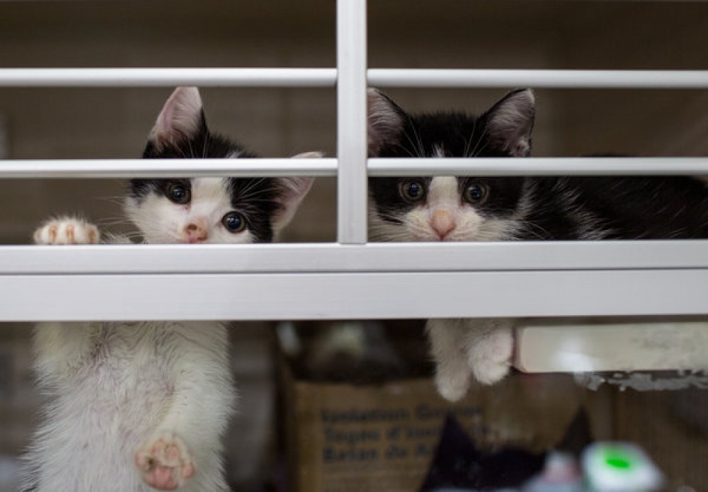 工作人員和志工們每次要照料多達300隻貓咪。 （紐約時報）