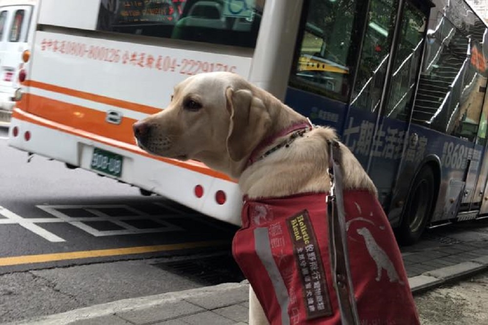 導盲犬Betty上公車，巧遇公車司機熱心介紹。（翻攝自當Betty遇見Bagel）