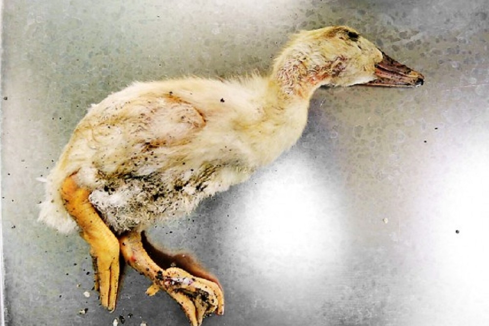 農委會防檢局6日證實，從花蓮1隻死亡幼鵝身上驗出H5N6，中國因H5N6死亡的人數高達11人。疾管署也提醒民眾，食用雞、鴨、鵝及蛋類要熟食，處理禽肉或蛋時應清洗乾淨。（防檢局提供）