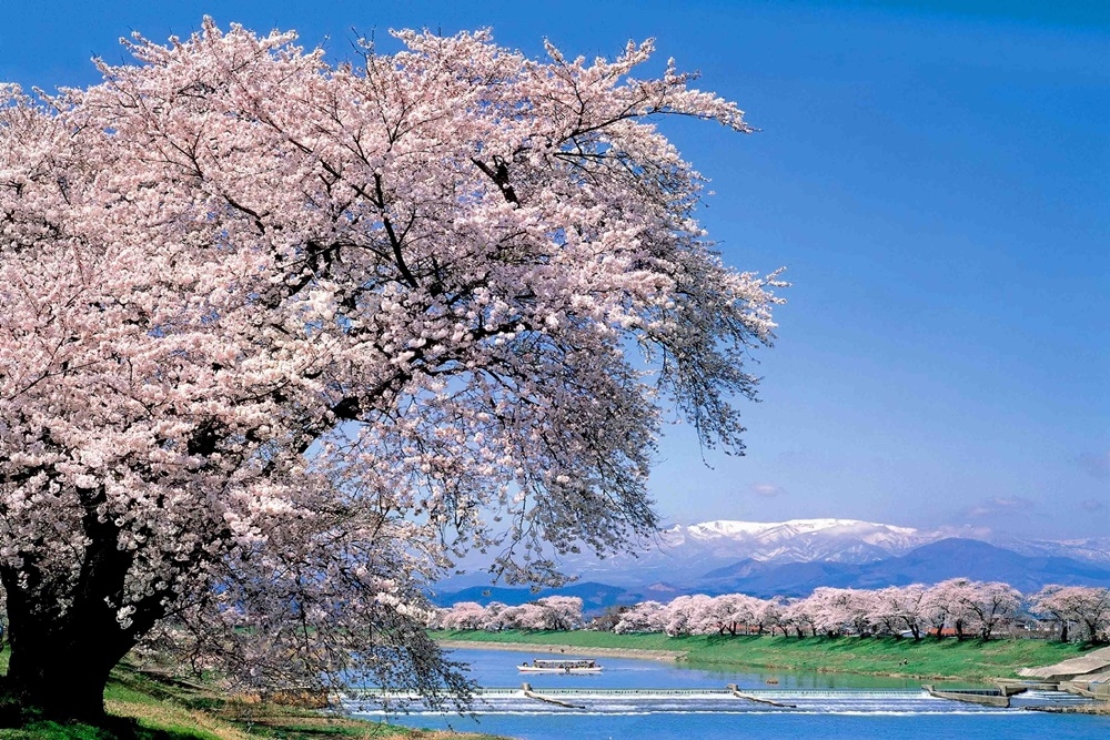 每年三到四月，在宮城縣南大河原町的白石川堤兩岸，會有上千棵的櫻花樹同時綻放。（圖片：Miyagi Explorer事務局）