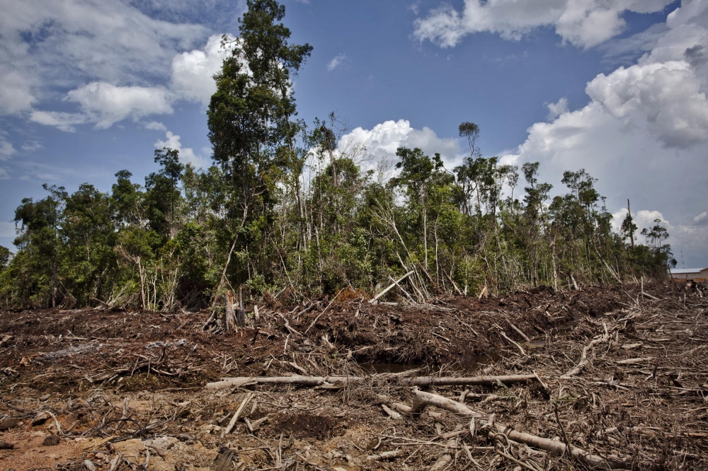 在加里曼丹西部，由Bumitama子公司PT Ladang Sawit Mas的油棕經營特許區裡森林遭皆伐的情景。（綠色和平提供）