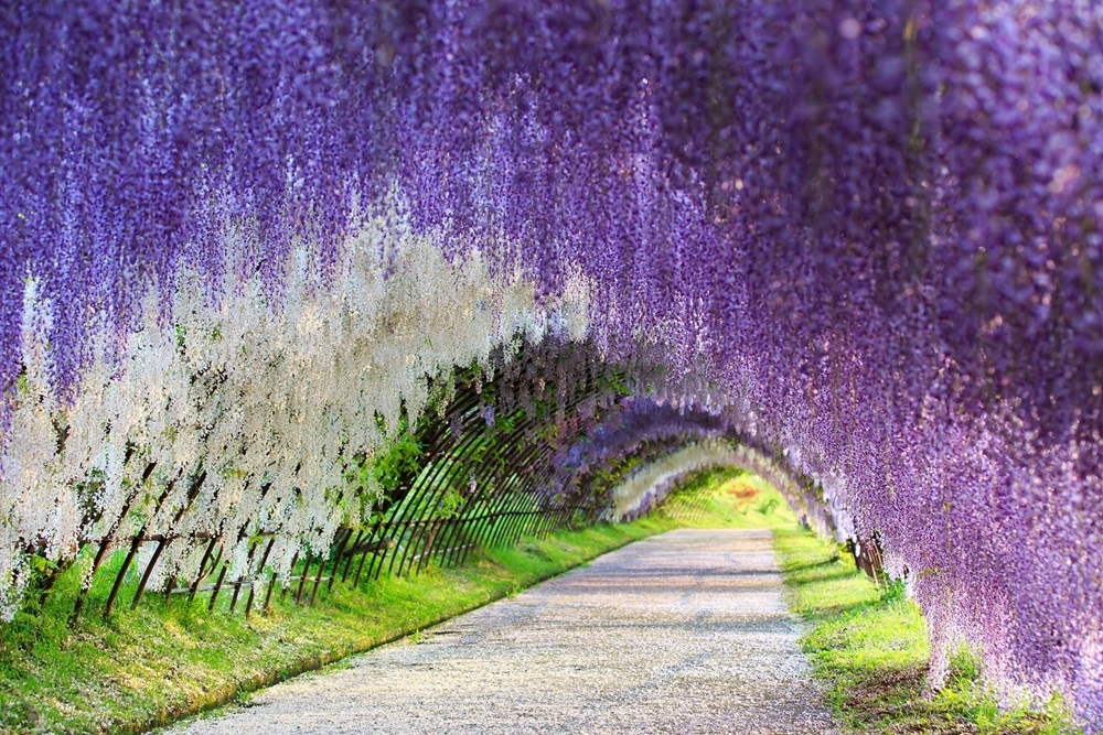 九州夢幻紫藤花隧道（圖片提供：KAYAK）