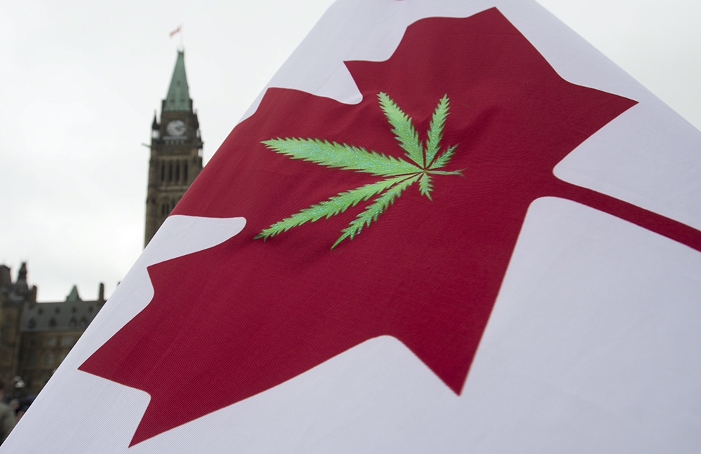 加拿大的大麻合法化又衍生出一種新產品，以大麻莖根釀造的啤酒。（美聯社）