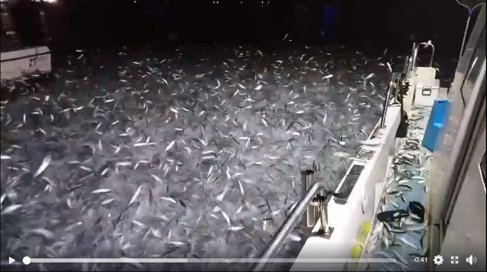 CNN發布台灣漁港奇景，影片中千百隻魚跳躍在水面「如沸水上奔騰」。（圖片取自於呂靖崴臉書）