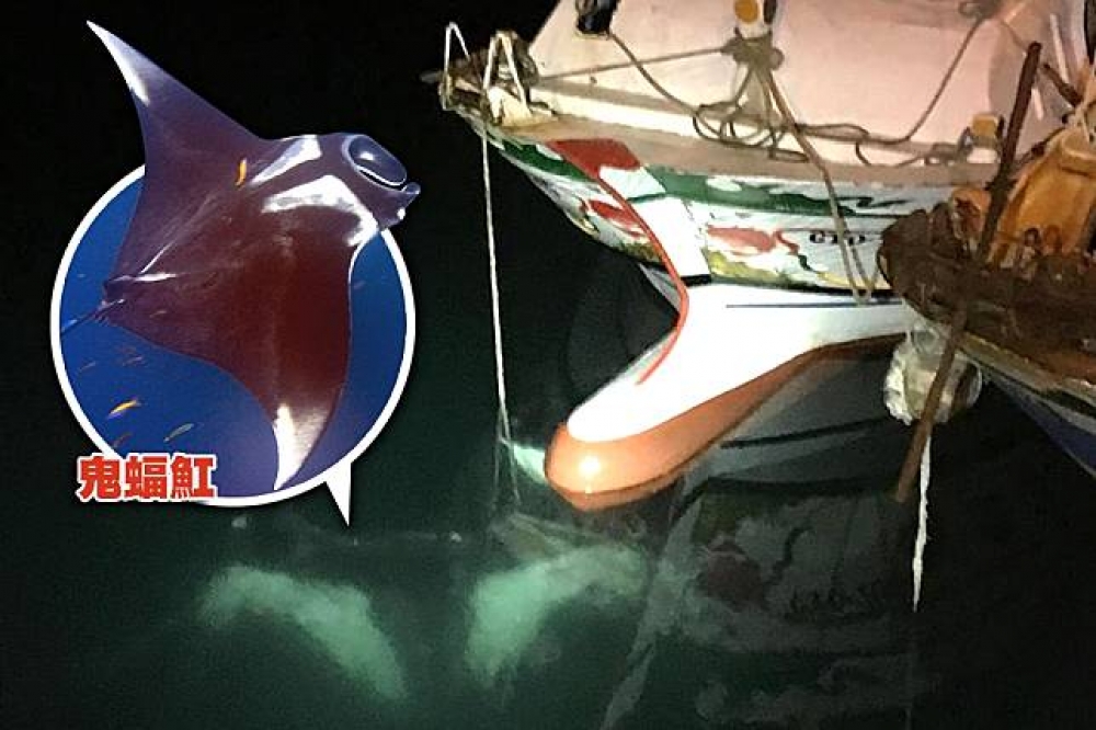 一隻瀕危的鬼蝠魟21日纏繞在澎湖新隆興號漁船上。（合成照片／取自龐帥兒臉書、維基百科）