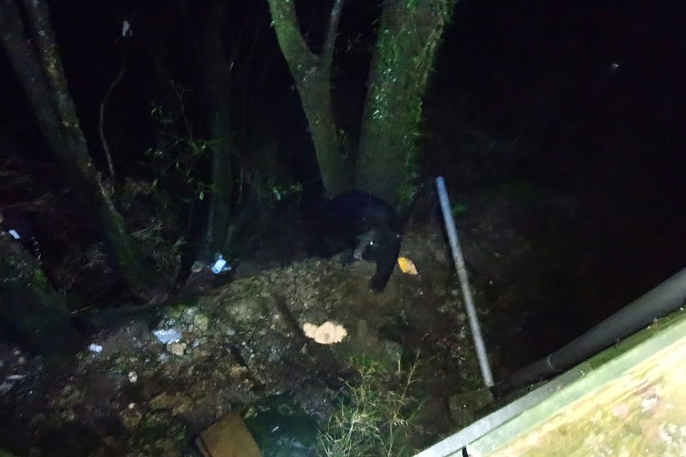 台東林管處管理員近日已連續兩天回報，於向陽山屋週邊發現台灣黑熊。（圖片取自天馬登山隊臉書）
