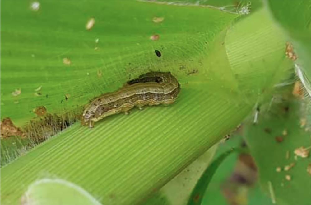 秋粘蟲造成了的嚴重的農業災害。（聯合國食及農業組織）
