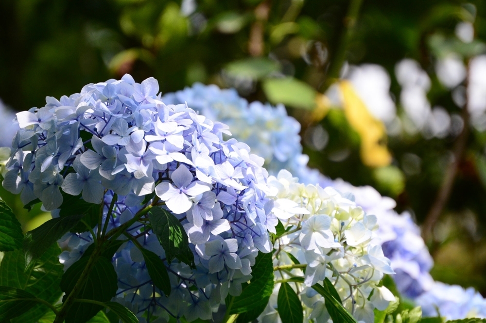 原產日本的繡球花，日文漢字寫作「紫陽花」（圖片來源：Flickr @ Ares Hsu）