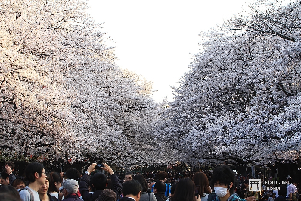 日本一到賞櫻季節，染井吉野櫻將上野公園變成一片雪白，也吸引大量人潮，成為東京都內最有名的賞櫻勝地。（攝影：陳威臣）