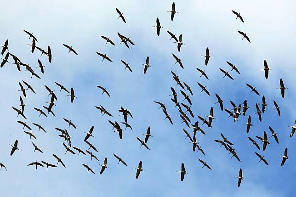 飛越法國西南部上空的雁群。（湯森路透）