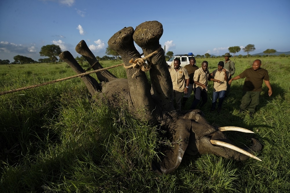 坦尚尼亞保育人員試圖將被麻醉的大象翻身安裝追蹤頸圈。（美聯社）