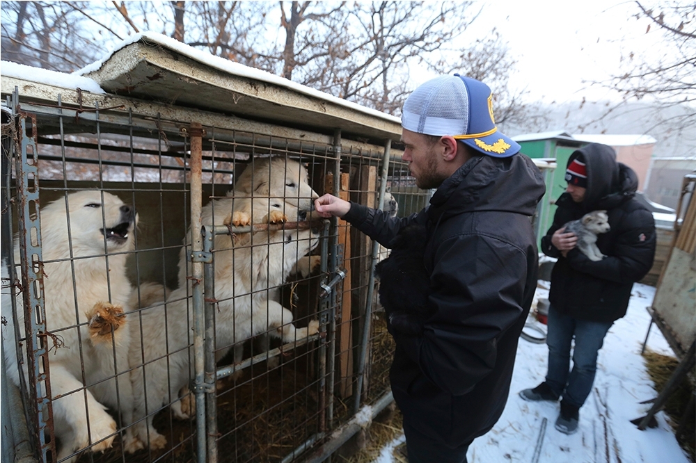 美國自由式滑雪奧運選手肯沃西（Gus Kenworthy）參與南韓平昌冬奧期間，探訪當地的狗肉工廠，協助狗狗們脫困。（AP）