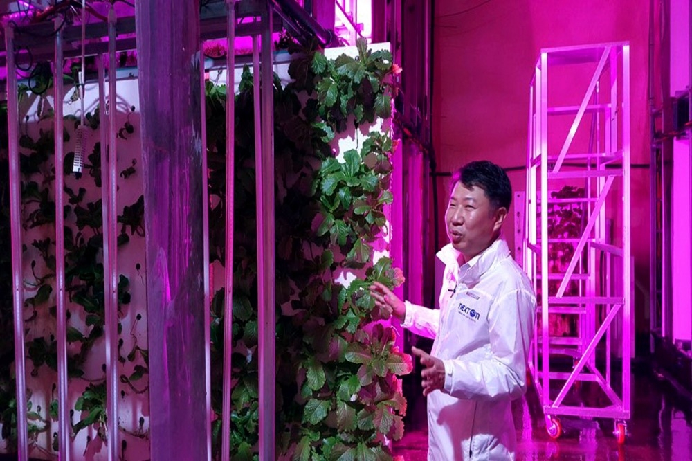 南韓擁有全球第一座建於隧道內的智能農場。（美聯社）