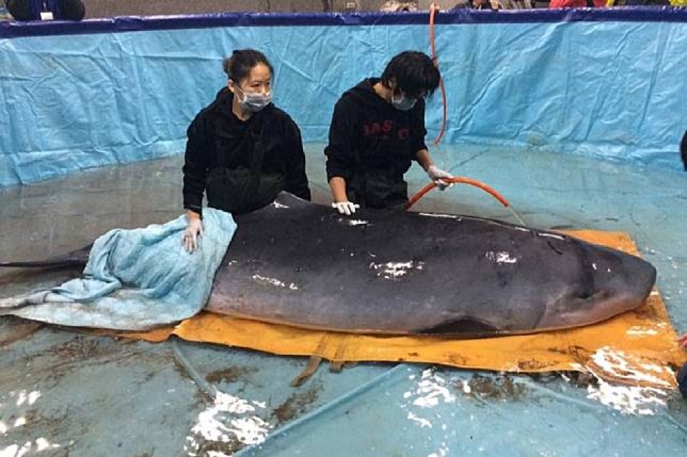 擱淺的侏儒抹香鯨，目前交由中華鯨豚協會照顧中。（圖片取自中華鯨豚協會臉書）