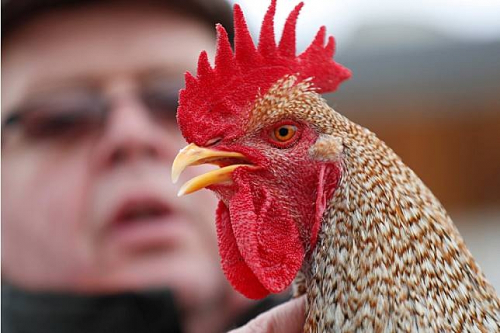 雲林養雞場又爆出禽流感，4日確診為陽性反應。示意圖（湯森路透）