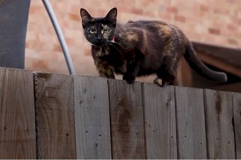 英國這名「寵物連環殺手」的受害者大部分是貓咪。（示意圖，翻攝自影片）