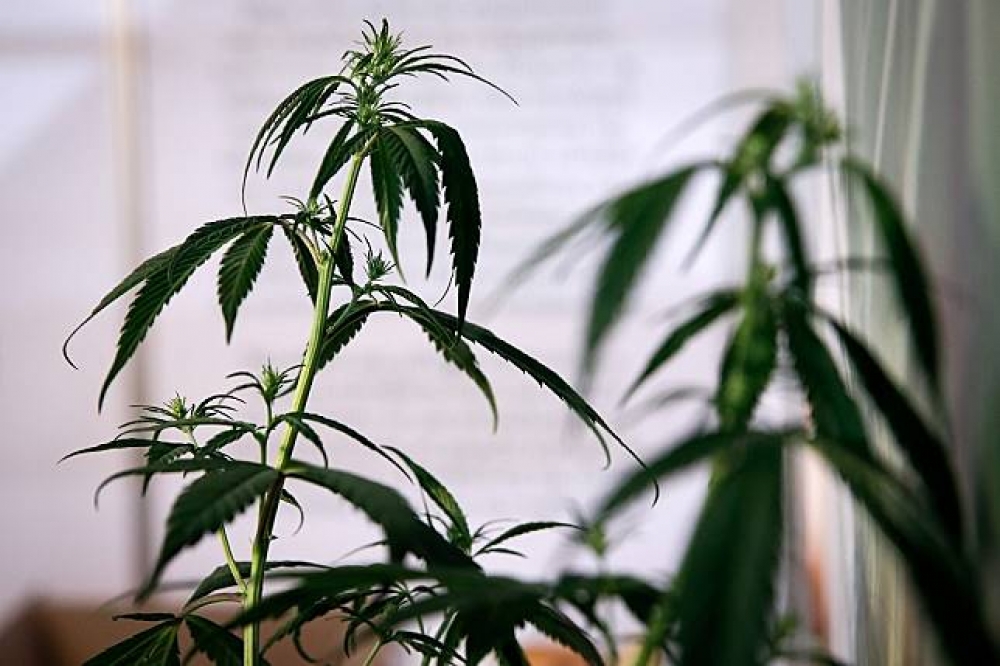 《衛報》報導有許多孩童被人口販子走私至英國栽種大麻。（湯森路透）
