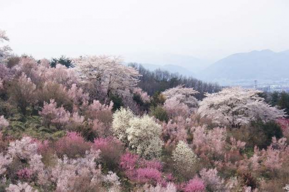 福島花見山公園的櫻花，美如錦緞。（來源：wiki）
