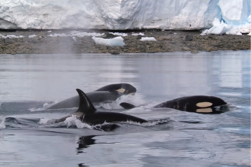 除北極區域外，世界各地的殺人鯨多面臨滅絕威脅。（翻攝自YouTube）
