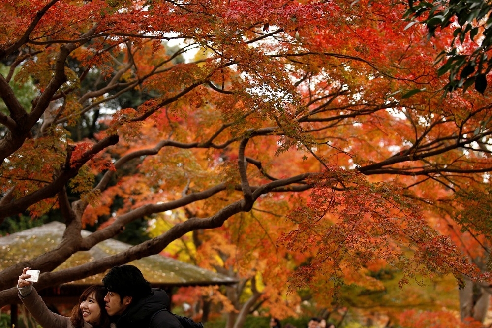 日本進入賞楓的季節，吸引了大量觀光客前往觀賞，然而許多觀光客不遵守當地觀光旅遊的規定，讓當地居民傷透腦筋。（湯森路透）