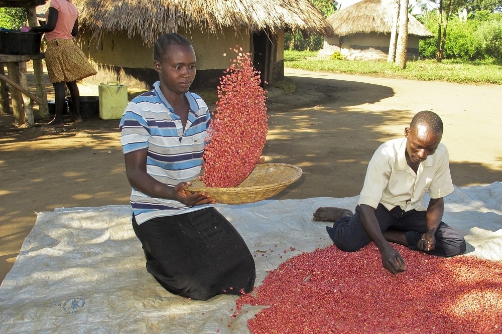 烏干達研發新品種豆子，供農夫種植。（美聯社）