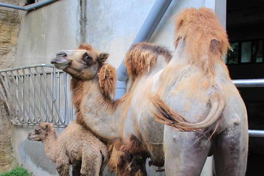 2日早上台北市立動物園驚傳保育員在餵食駱駝時遭咬傷；圖為示意圖，非咬傷人駱駝。（取自台北市立動物園）