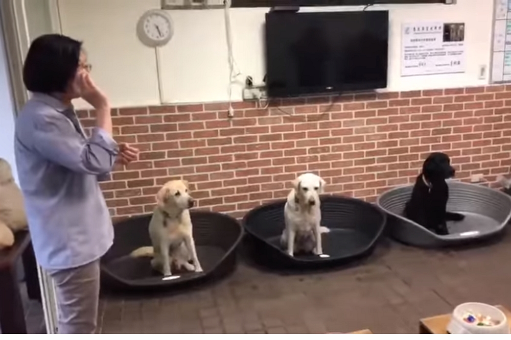 蔡英文總統1日幫領養的兩隻退役導盲犬Bella和Bunny慶生，並在臉書與IG發文慶祝。（圖片截取自蔡英文臉書）