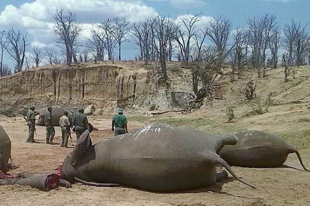 美國總統川普確認核准獵人將他們在辛巴威與尚比亞狩獵的大象戰利品帶回美國。（湯森路透）