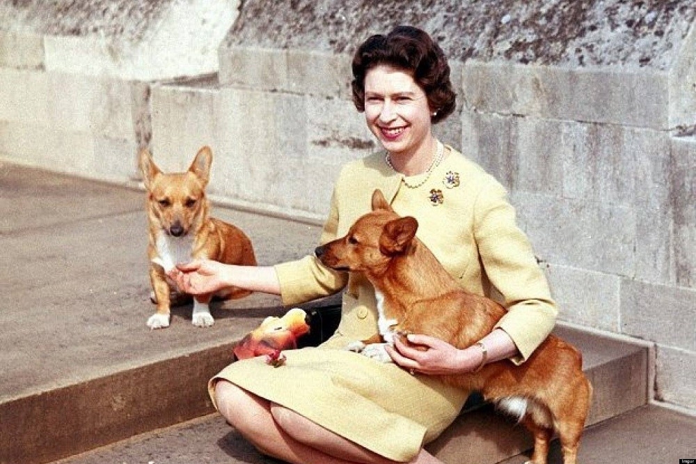 英國皇室最後1隻柯基犬於20日離世，也為女王飼養柯基犬長達近80年的生活畫上句點。（取自Facebook Philip Philip）