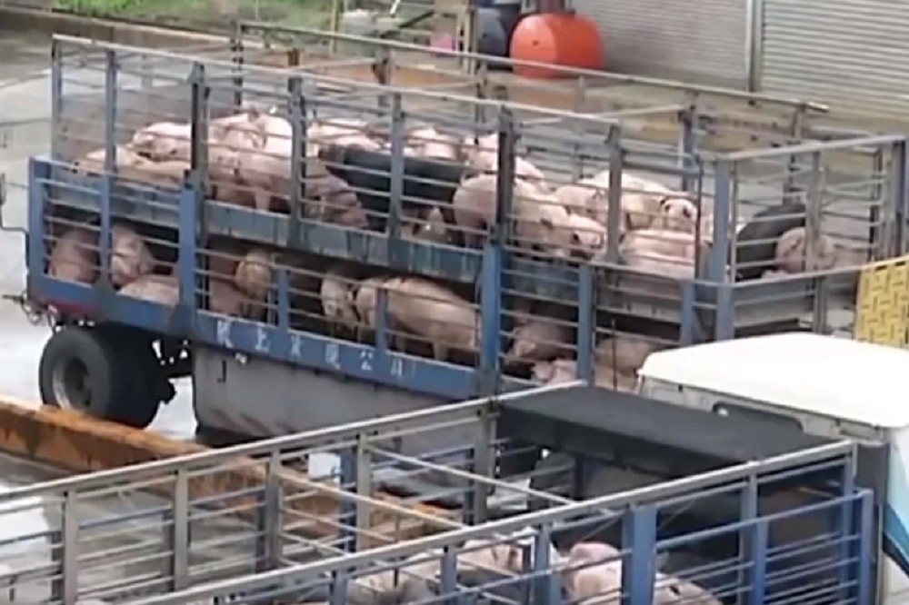 中國爆發非洲豬瘟疫情，官方封鎖消息。（取自影片）